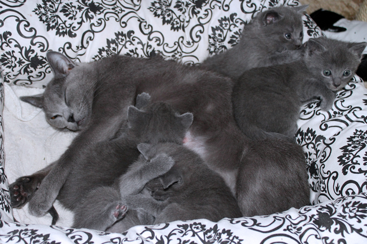Chartreux Kitten