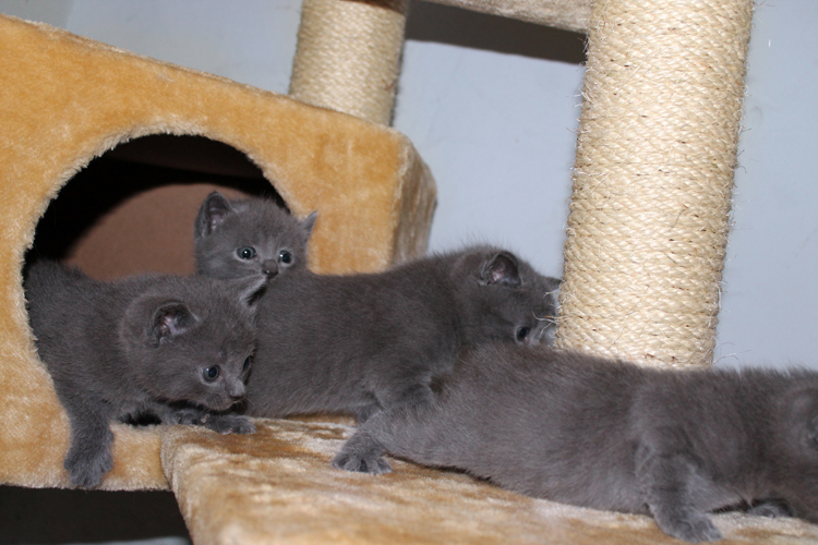 Chartreux Kitten