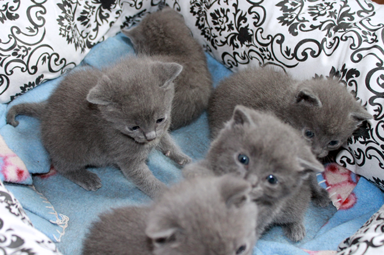 Chartreux Kitten