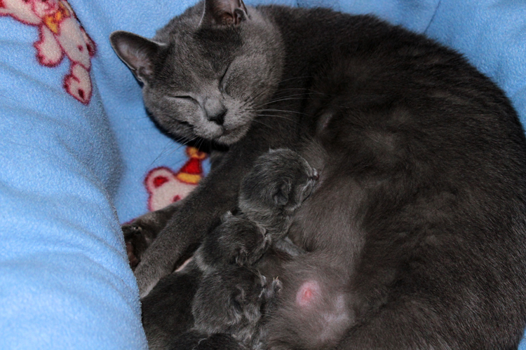 Chartreux Kitten