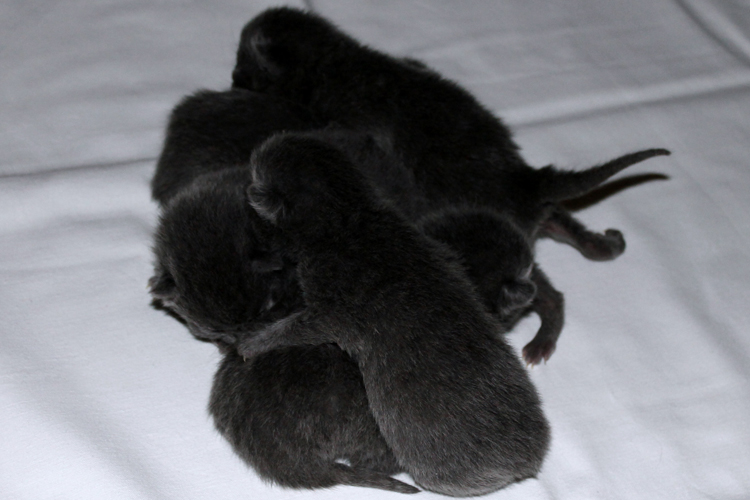 Chartreux Kitten