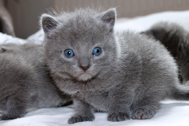 Chartreux Kitten