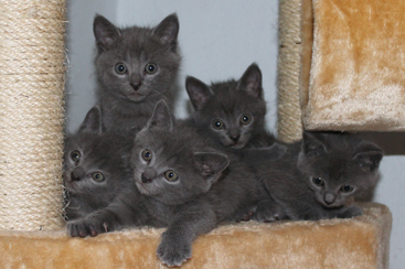 Chartreux Kitten 6 Wochen