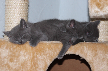 Chartreux Kitten 6 Wochen