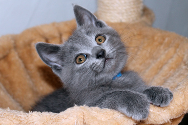 Chartreux Kitten