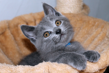 Chartreux Kitten