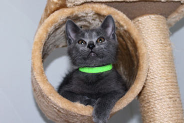 Chartreux Kitten
