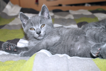 Chartreux Kitten