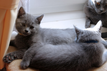 Chartreux Kitten