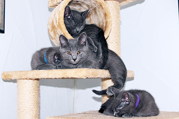 Chartreux Kitten