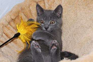 Chartreux Kitten