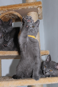 Chartreux Kitten