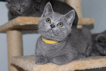 Chartreux Kitten