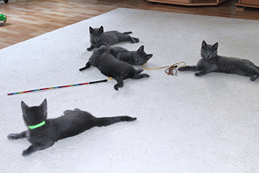 Chartreux Kitten
