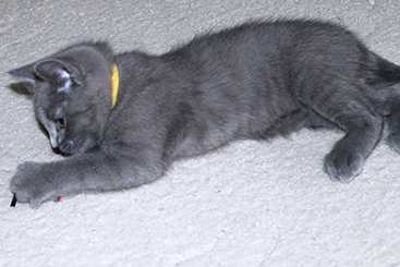 Chartreux Kitten
