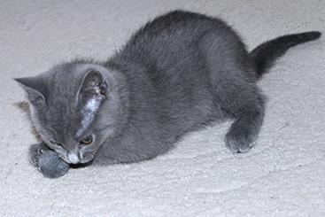 Chartreux Kitten