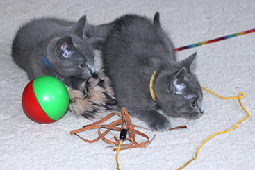 Chartreux Kitten