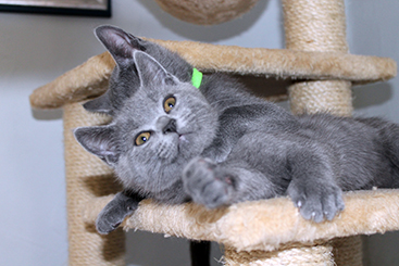 Chartreux Kitten