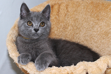 Chartreux Kitten