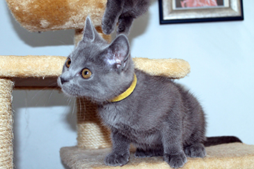 Chartreux Kitten