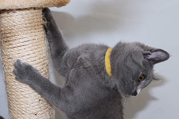 Chartreux Kitten