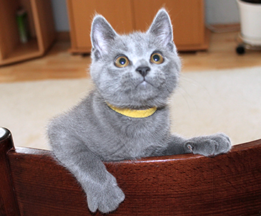 Chartreux Kitten