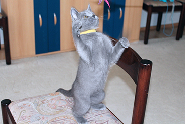Chartreux Kitten