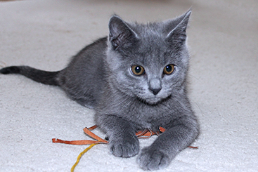 Chartreux Kitten