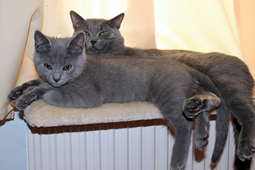 Chartreux Kitten