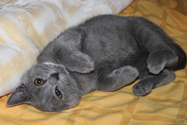 Chartreux Kitten