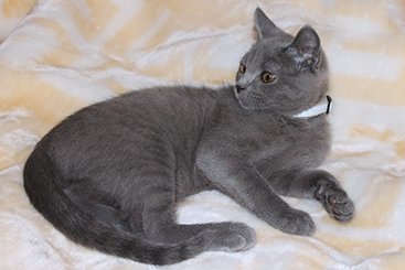 Chartreux Kitten