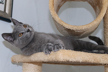 Chartreux Kitten