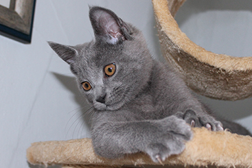 Chartreux Kitten