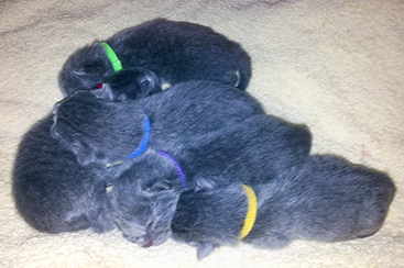 Chartreux Kitten