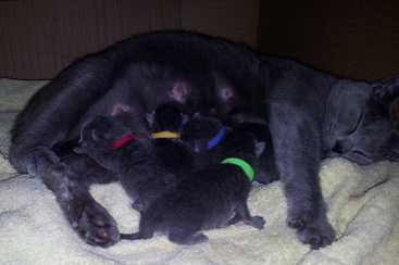 Chartreux Kitten