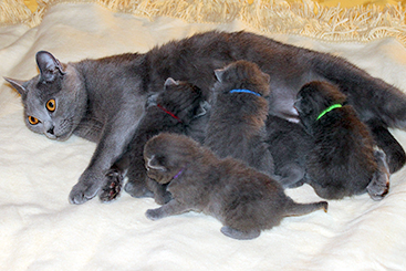 Chartreux Kitten