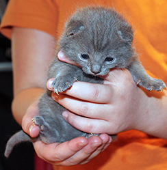 Chartreux Kitten