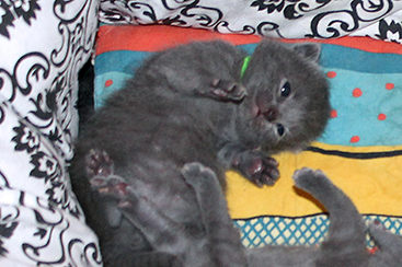 Chartreux Kitten