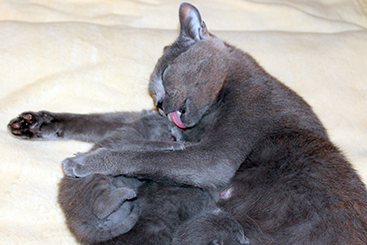 Chartreux Kitten