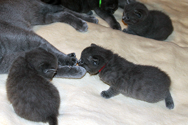 Chartreux Kitten