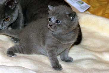 Chartreux Kitten