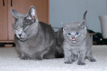 Chartreux Kitten