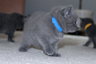Chartreux Kitten