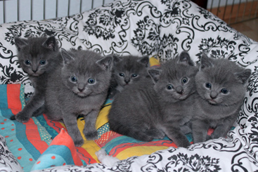 Chartreux Kitten