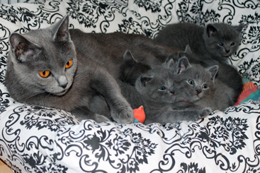 Chartreux Kitten