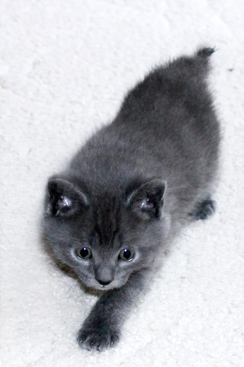 Chartreux Kitten