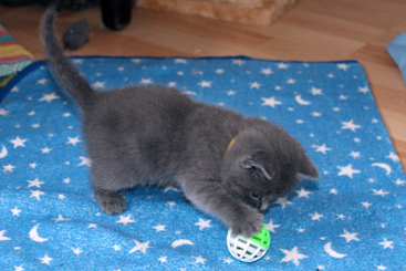 Chartreux Kitten