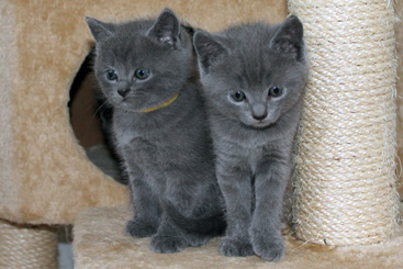 Chartreux Kitten
