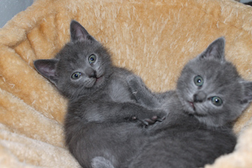 Chartreux Kitten