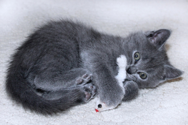 Chartreux Kitten